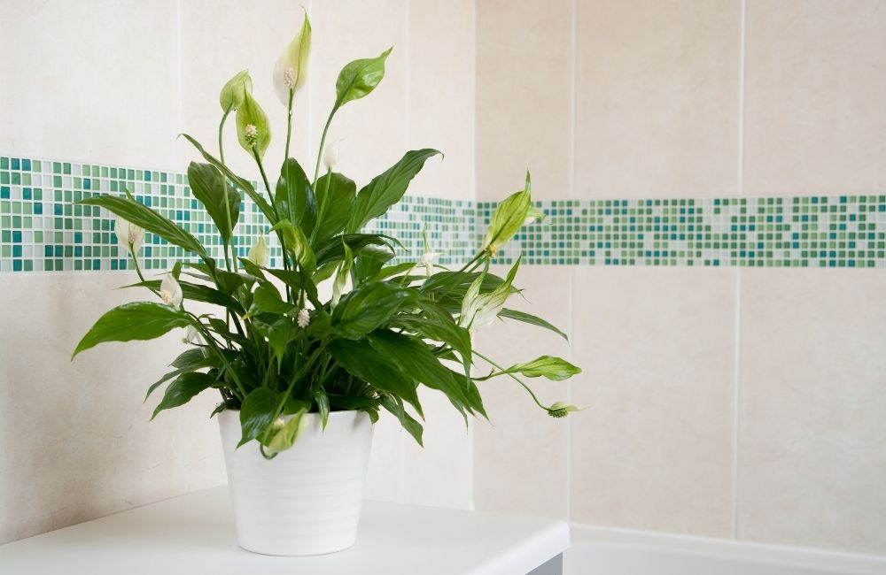 Peace lily in a white pot placed in a tiled indoor bathroom
