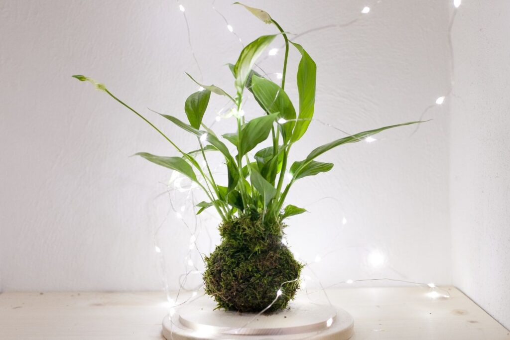Peace lily kokedama plant with fairy lights glowing in a corner