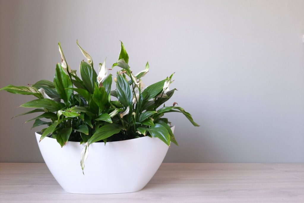 Peace lily with white blooms in a modern white planter on a light wood table