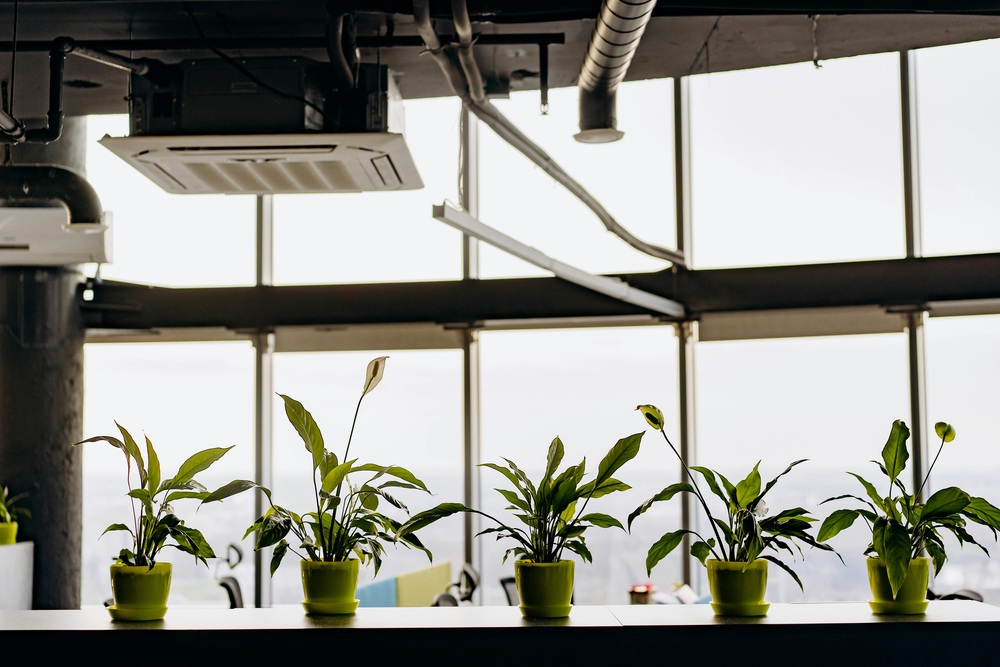 Peace Lily plants in green pots in a bright modern office