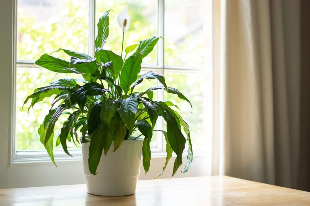 Large Peace Lily plant with white bloom placed on a wooden table near a bright window