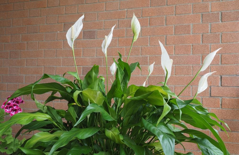 Blooming peace lily plant with white flowers and lush green leaves against brick wall background