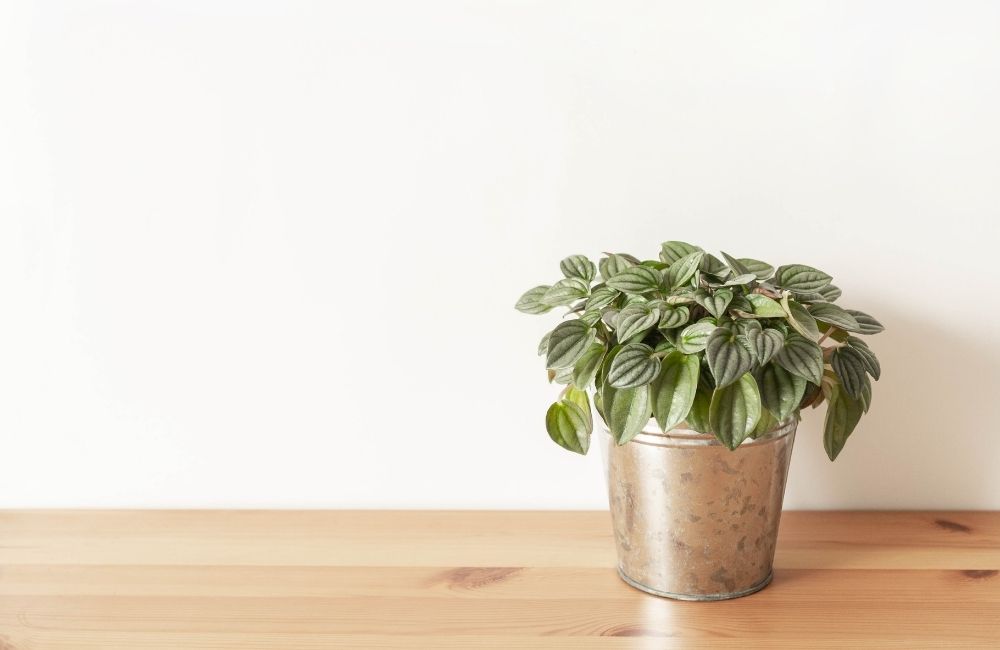 Peperomia Hope with compact round green leaves in a metal pot on wooden table