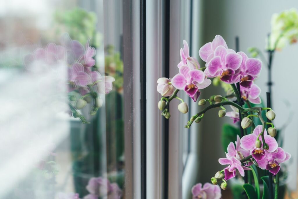 Phalaenopsis orchids blooming in soft pink near a window indoors
