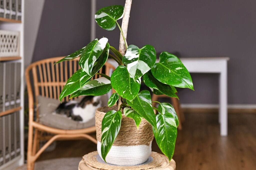 Heartleaf philodendron with variegated leaves in woven pot indoors