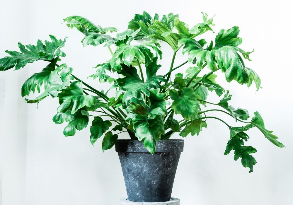 Philodendron Selloum with bushy, deeply lobed green leaves in a modern pot