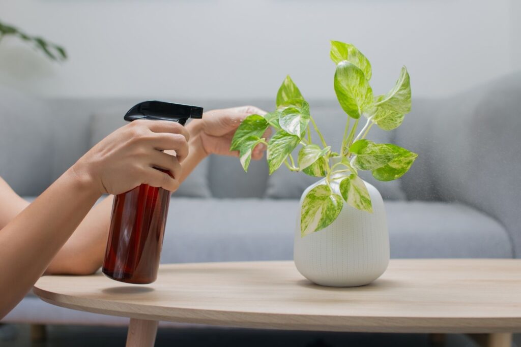 Person misting a small indoor plant with a spray bottle on a wooden table