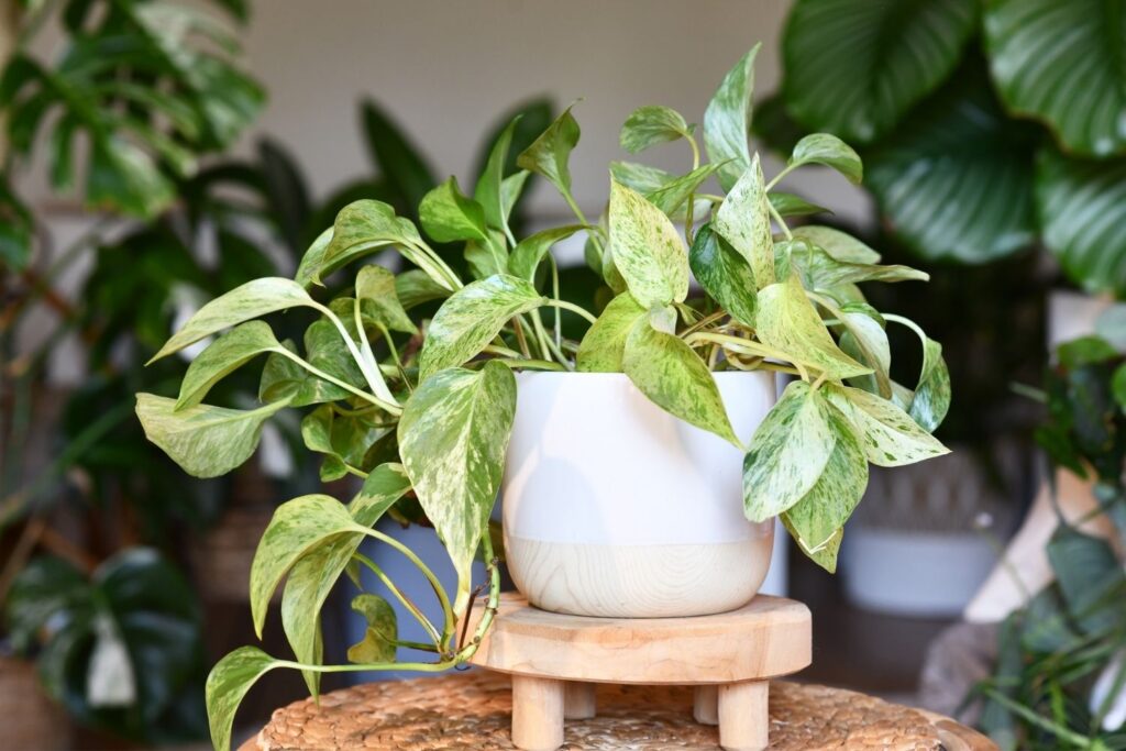 Golden pothos plant in a ceramic pot with natural light in a cozy indoor setting