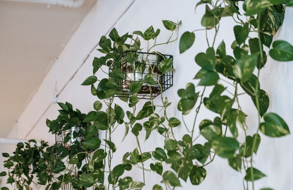 Trailing pothos vines growing from black wire baskets mounted on a white wall