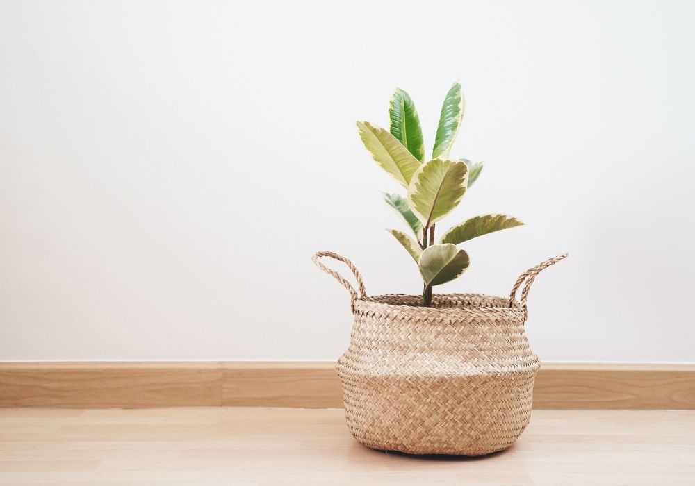 Young Rubber Plant in a woven basket placed against a minimalist white wall and wooden floor
