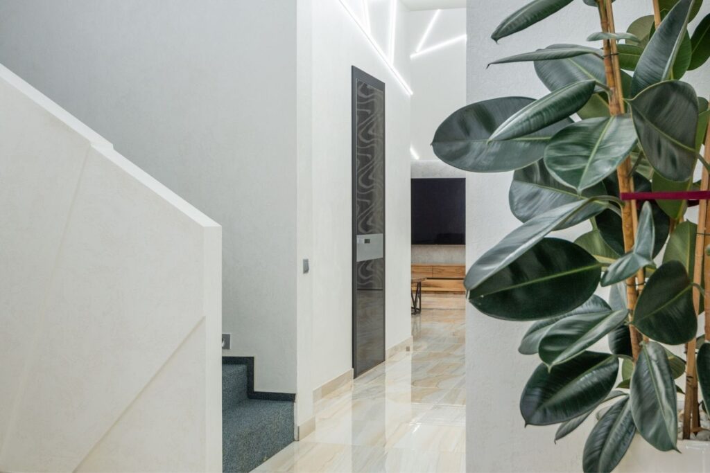 Rubber plant with glossy dark leaves in a minimalist hallway