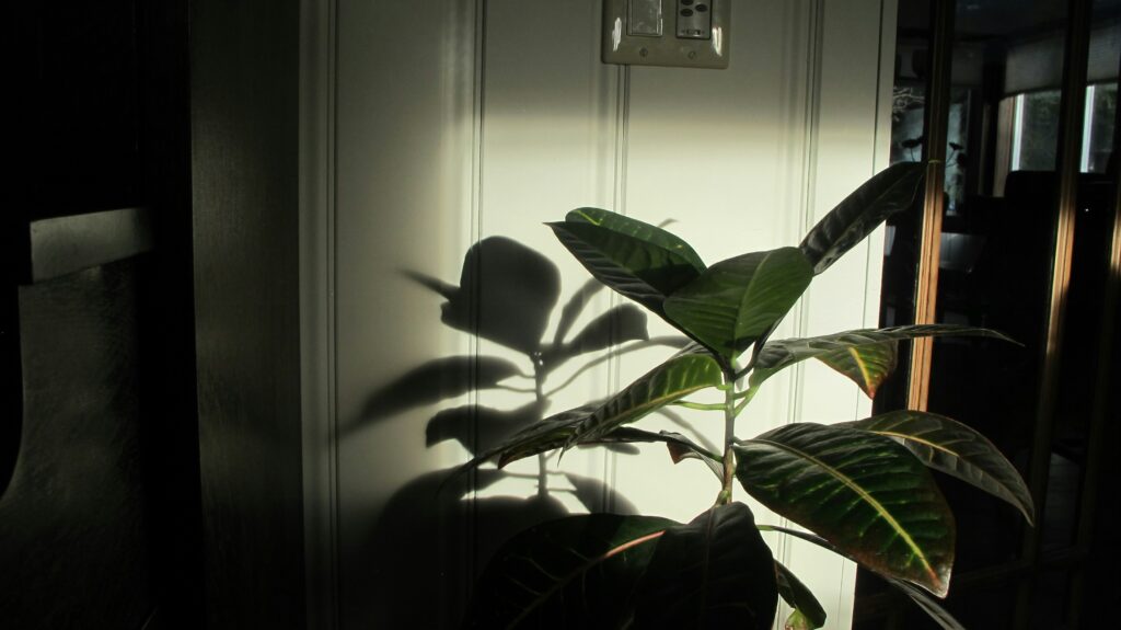 Rubber Plant with large glossy leaves casting shadows in low light interior
