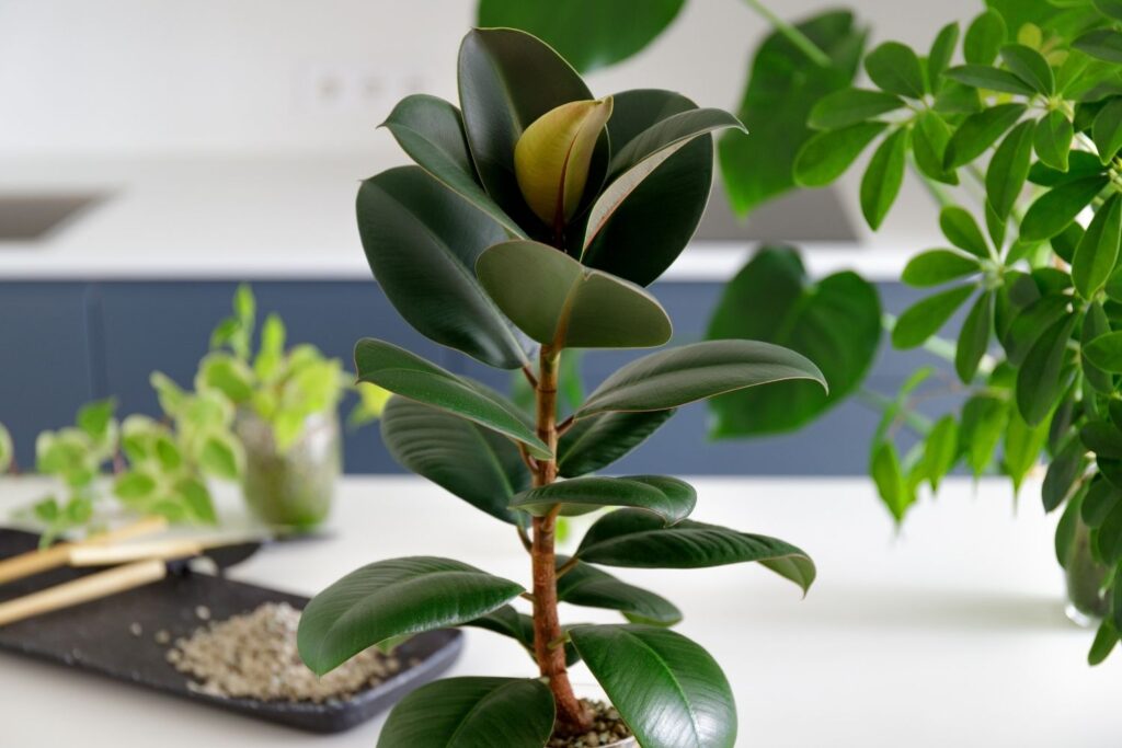 Rubber plant with glossy dark green leaves in a bright modern room