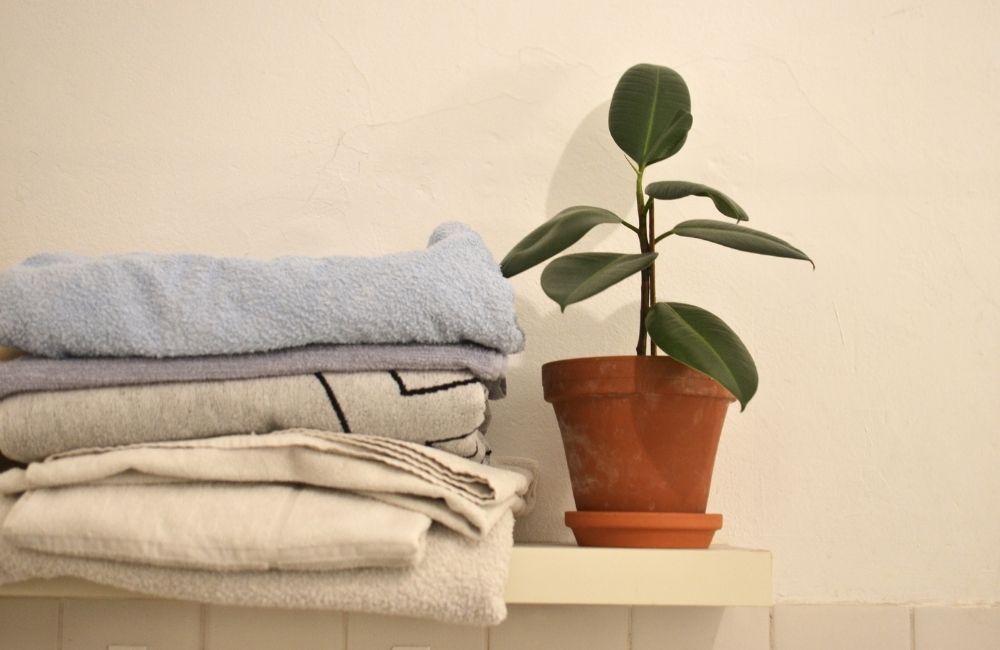 Small rubber plant in terracotta pot placed on a shelf beside folded towels