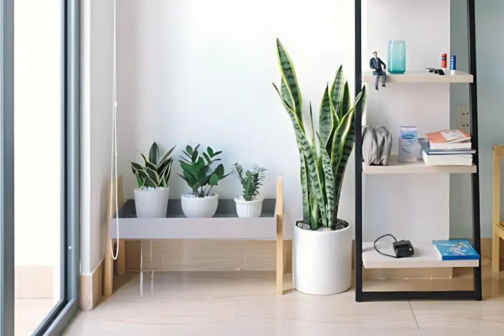 Tall Snake Plant in white ceramic pot next to a minimalist shelf