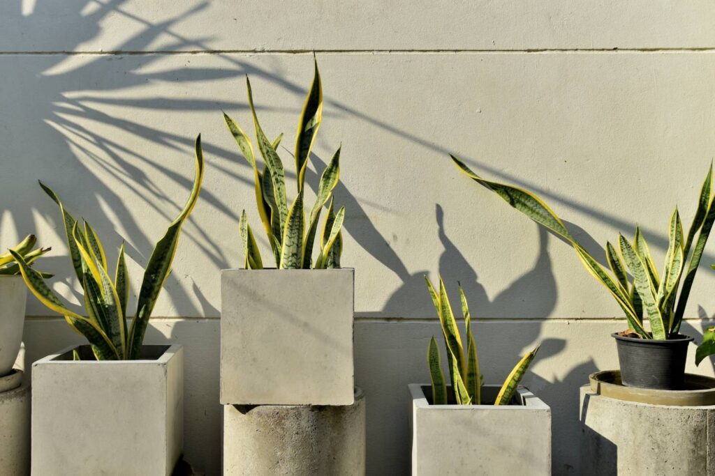 Multiple snake plants in modern square and round concrete pots with strong light shadows