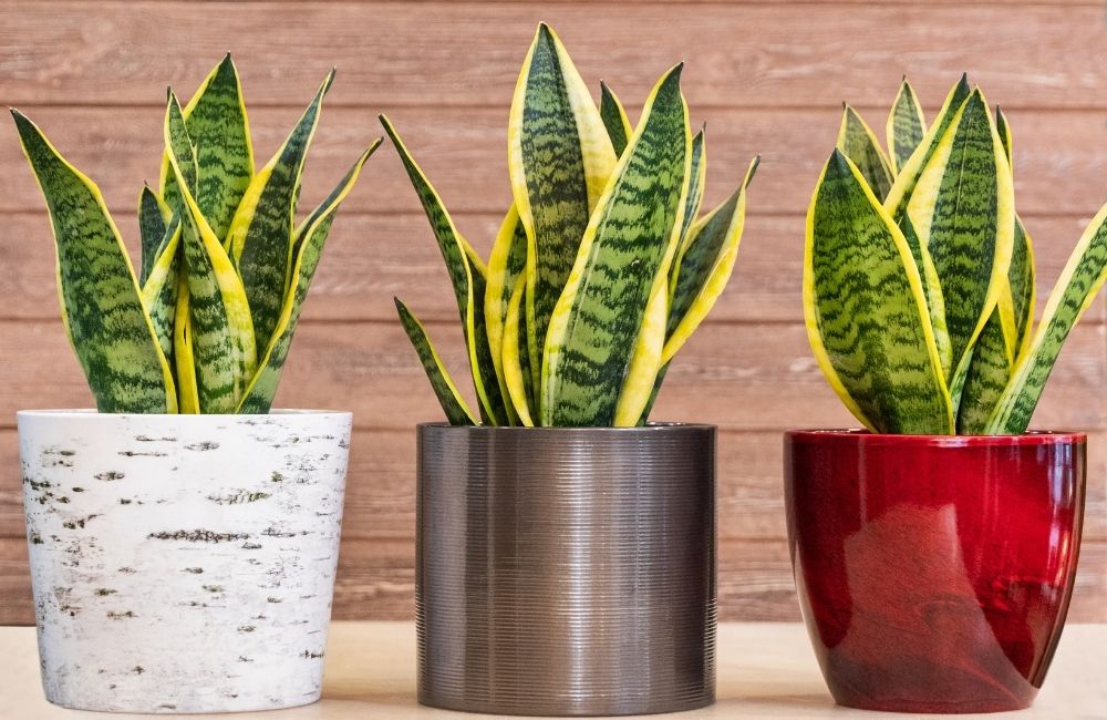Snake plants in white, gray, and red pots against wooden wall background
