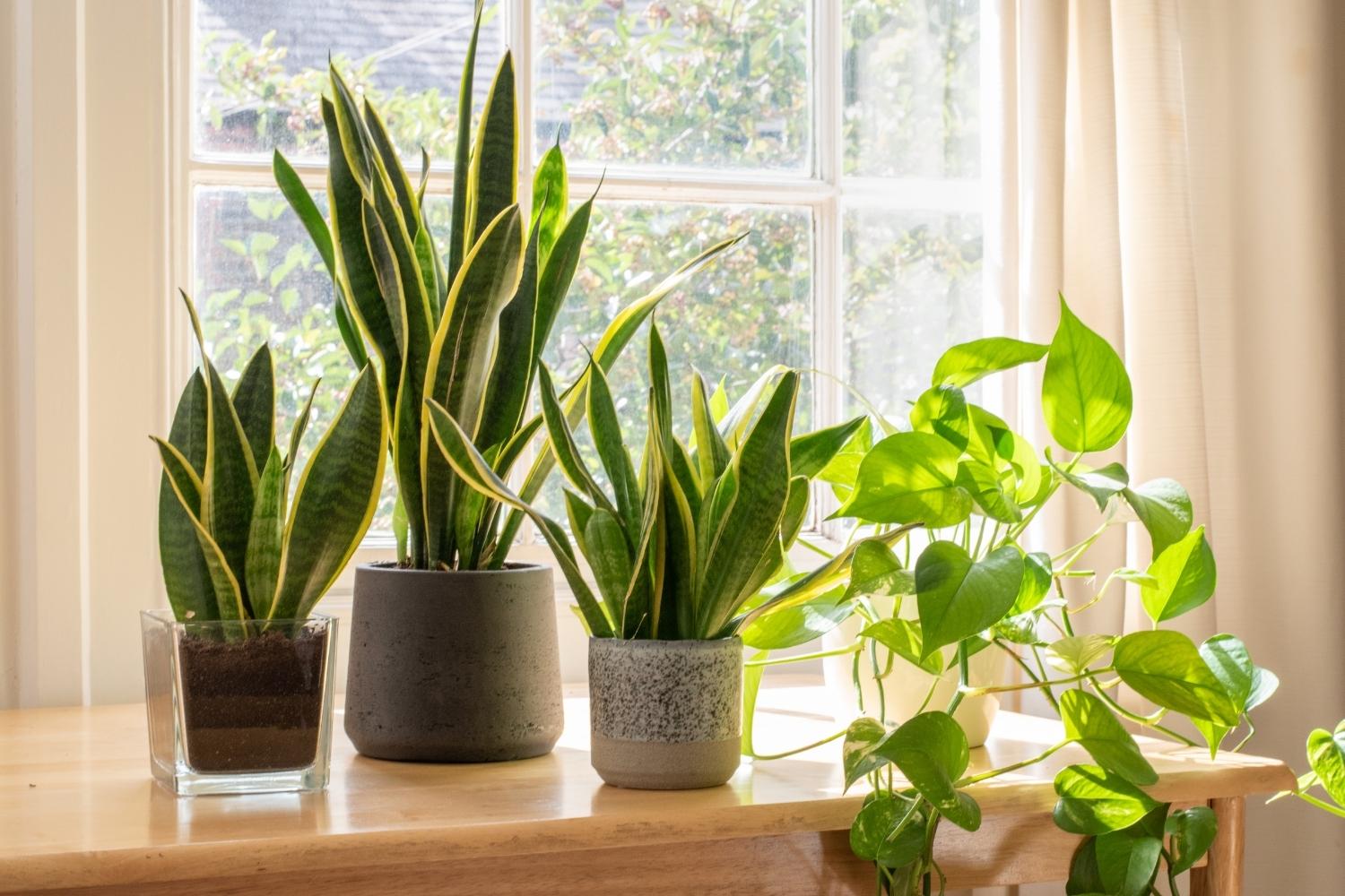 snake-plant-sansevieria-low-light-window.jpg