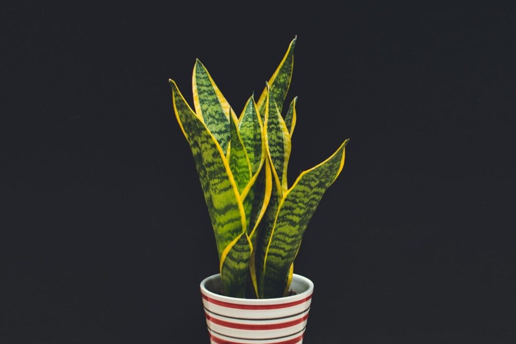 Snake plant in a red striped pot with dark background