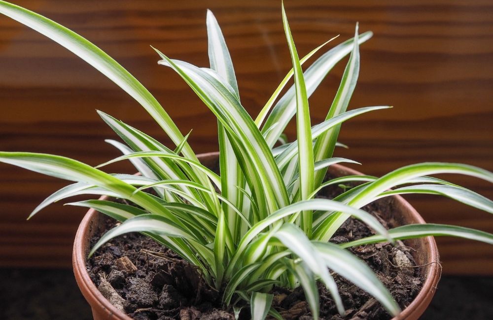 Spider plant with white-striped green leaves in a terracotta pot