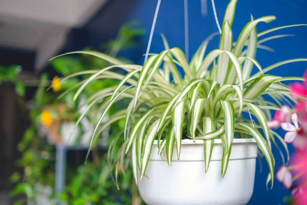 Spider plant with variegated leaves in a white hanging pot