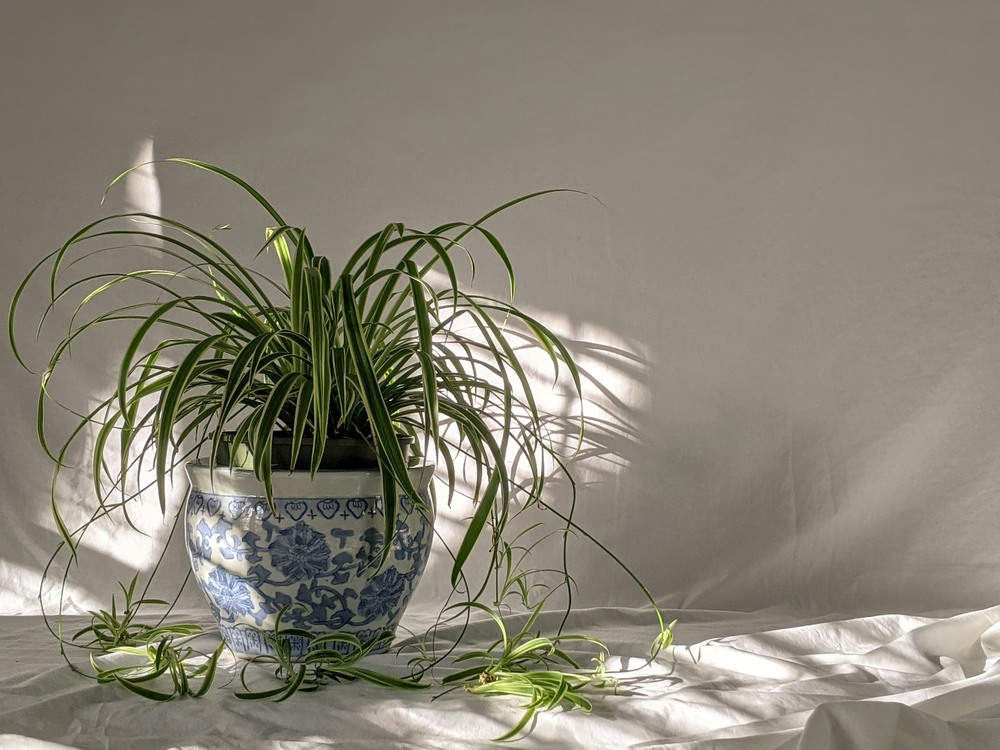Spider Plant in blue-and-white ceramic pot with trailing baby plants in soft light