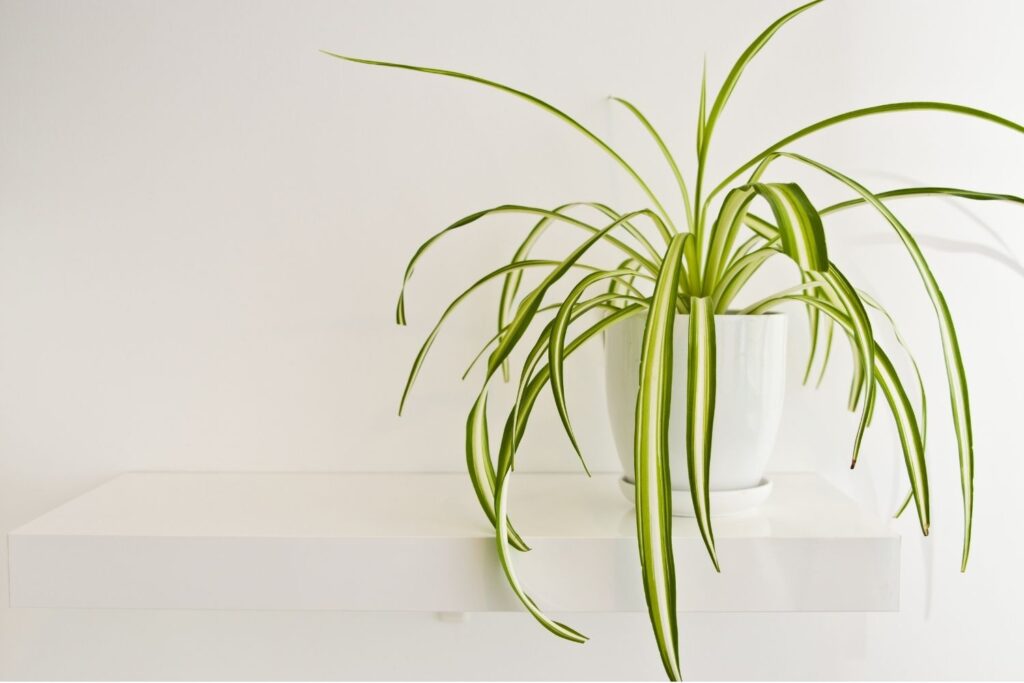 Spider plant with long green and white striped leaves in a ceramic pot on a white floating shelf