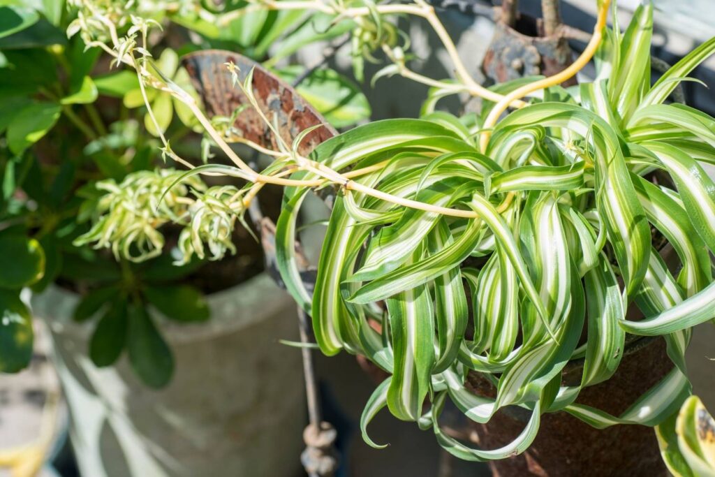 Spider plant with baby offshoots hanging from a container