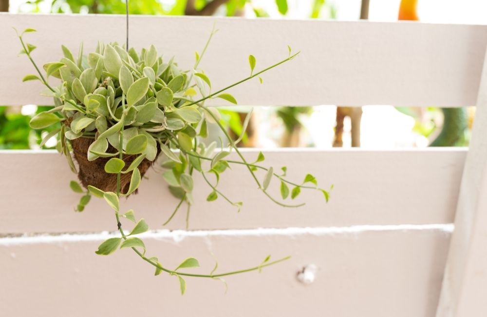String of Nickels plant with small round leaves hanging on a white wooden fence
