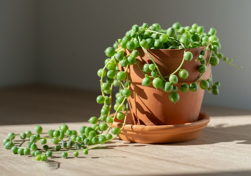 String of Pearls succulent trailing from a terracotta pot in natural light
