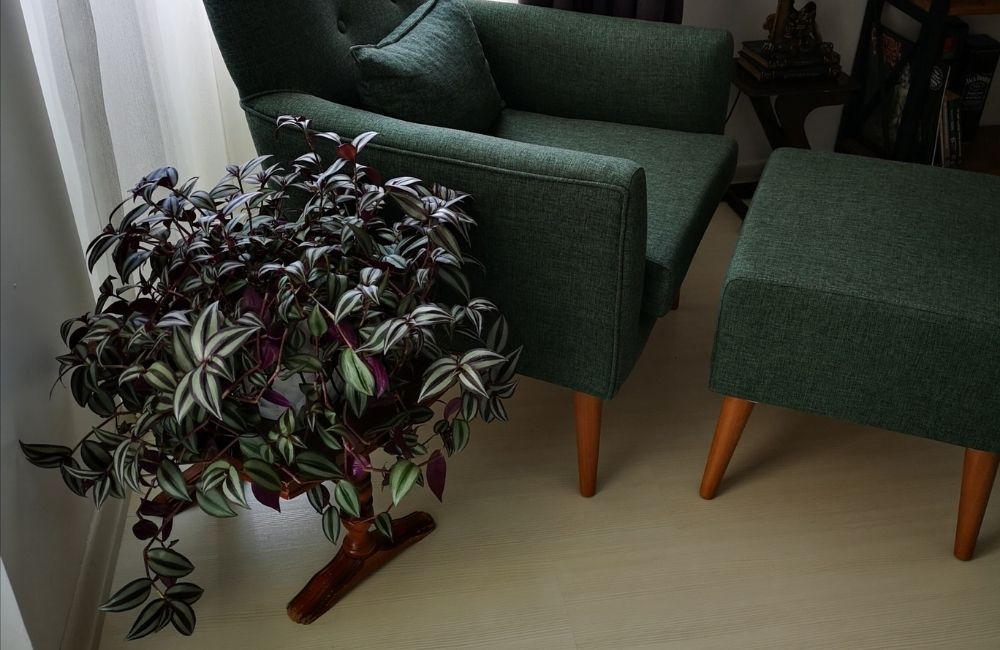 Tradescantia Zebrina with purple and silver striped leaves beside a green armchair