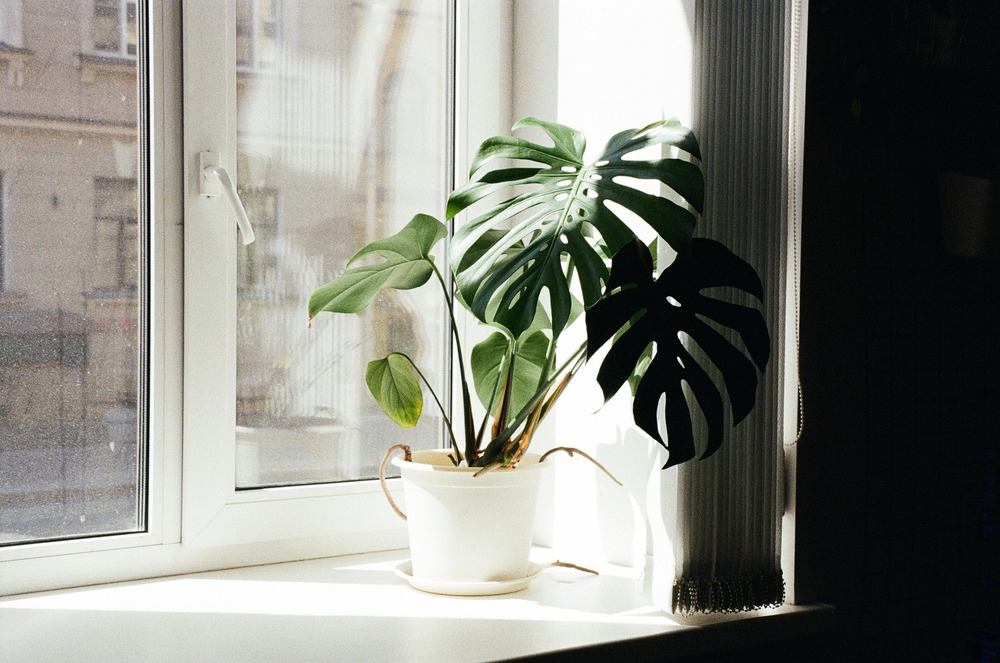Monstera Deliciosa with large split leaves on a bright windowsill