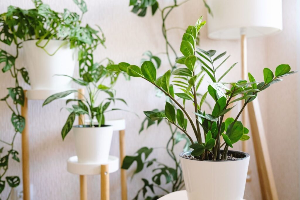 ZZ plant in white pot placed on table with other houseplants in background