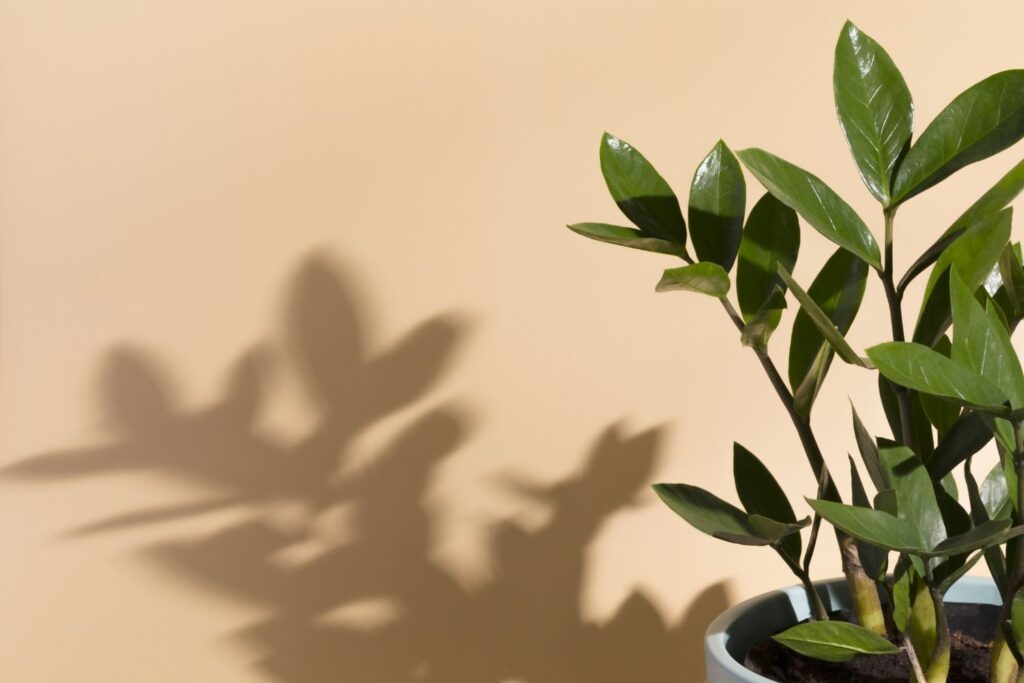 ZZ plant casting a shadow on a beige wall in soft indoor light