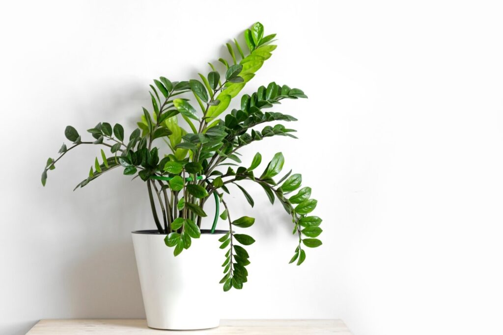 ZZ plant with glossy green leaves in a white pot on a light wood surface