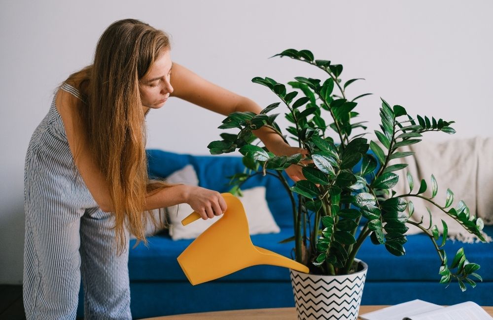 Woman watering a ZZ plant in a modern living room with blue sofa