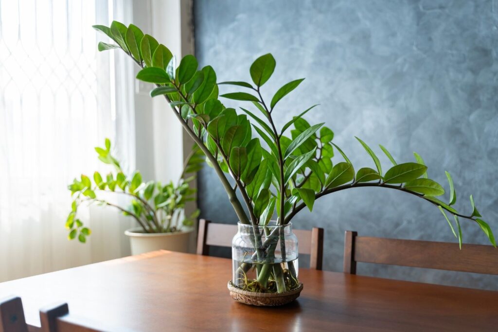 ZZ Plant with shiny green leaves displayed in a glass container on a wooden table in low light room